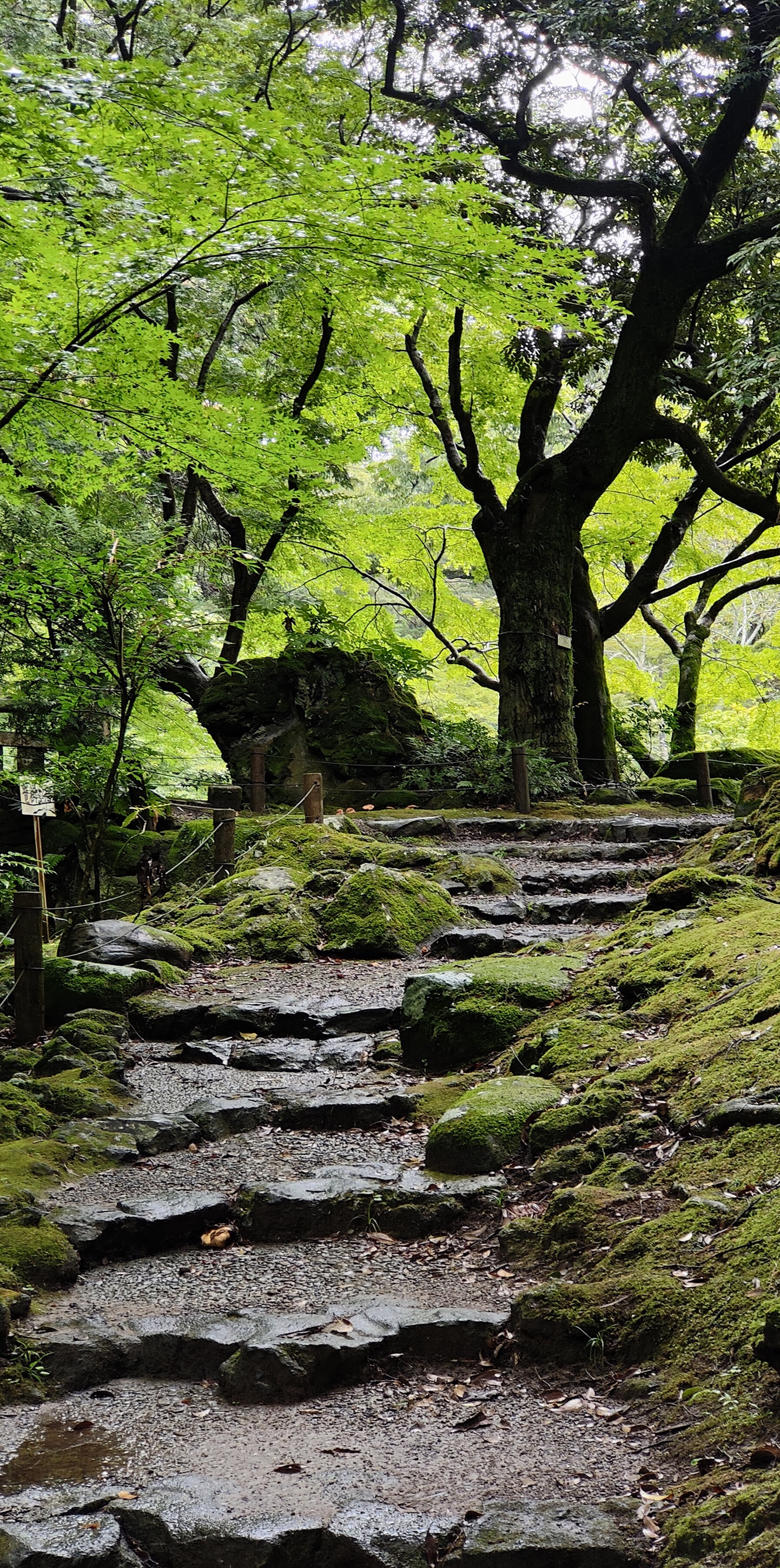 Green garden path surrounded by trees